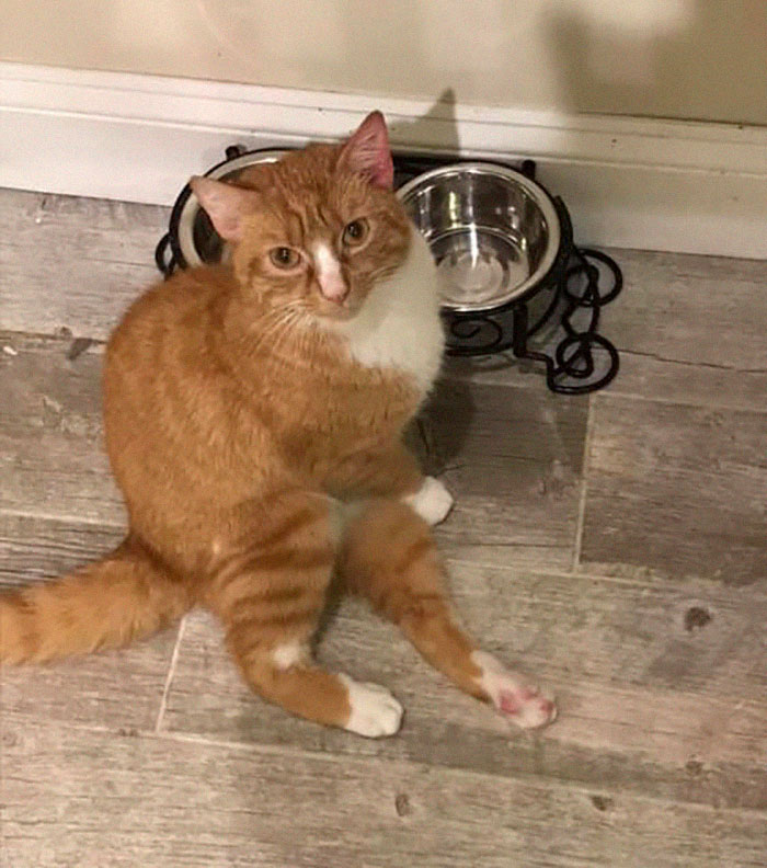 Ce Chaton Paralyse Ne Pouvait Plus Rester En Place Apres Avoir Recu Un Fauteuil Roulant Et Il Est Devenu Un Magnifique Chat Adulte Ipnoze