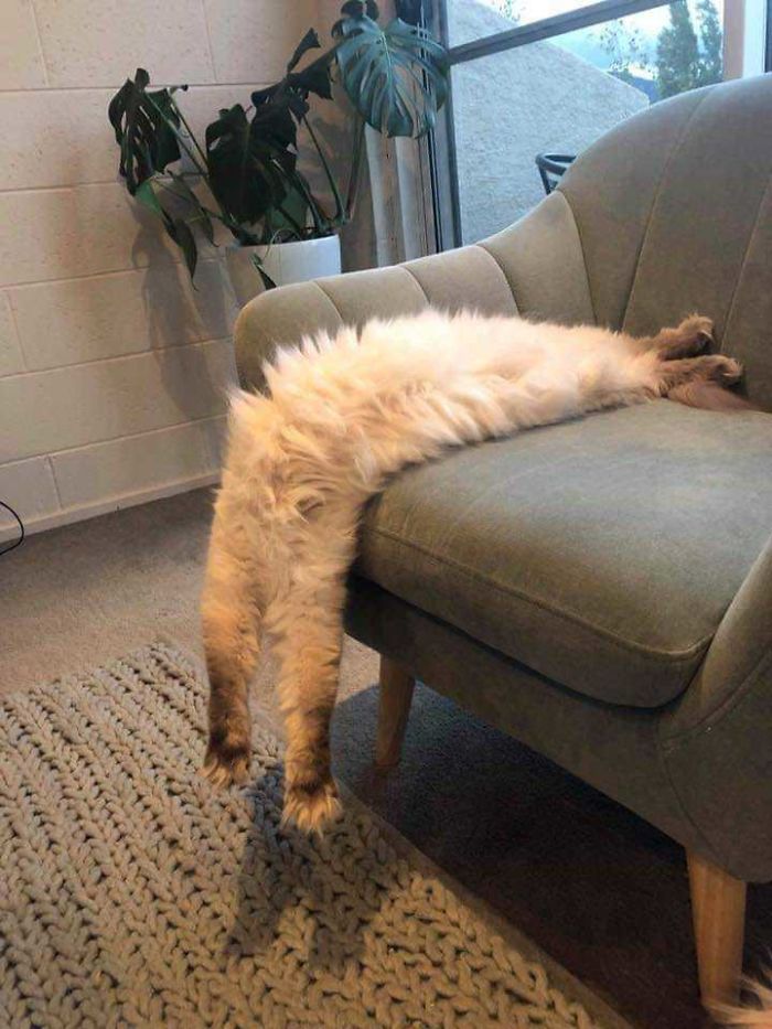 Des gens partagent des photos de leurs longs chats qui semblent s’étendre jusqu’à l’infini (25 images)
