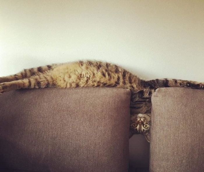 Des gens partagent des photos de leurs longs chats qui semblent s’étendre jusqu’à l’infini (25 images)