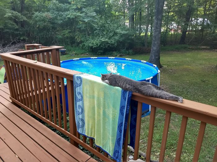 Des gens partagent des photos de leurs longs chats qui semblent s’étendre jusqu’à l’infini (25 images)