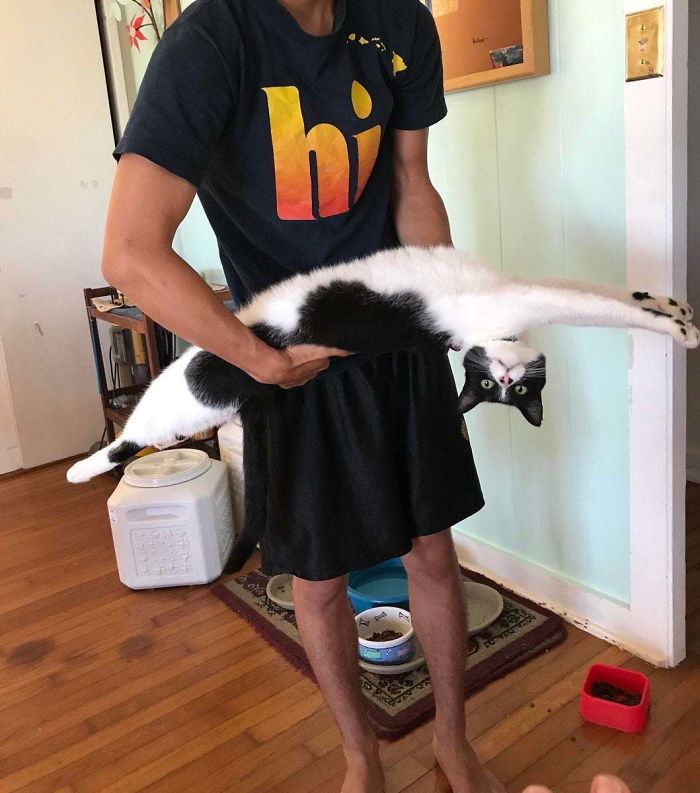 Des gens partagent des photos de leurs longs chats qui semblent s’étendre jusqu’à l’infini (25 images)