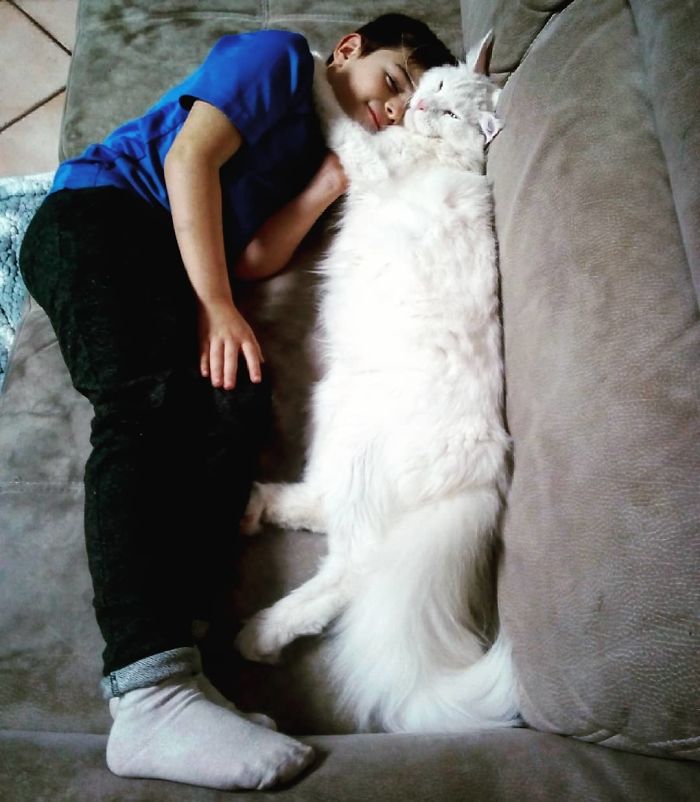Des gens partagent des photos de leurs longs chats qui semblent s’étendre jusqu’à l’infini (25 images)