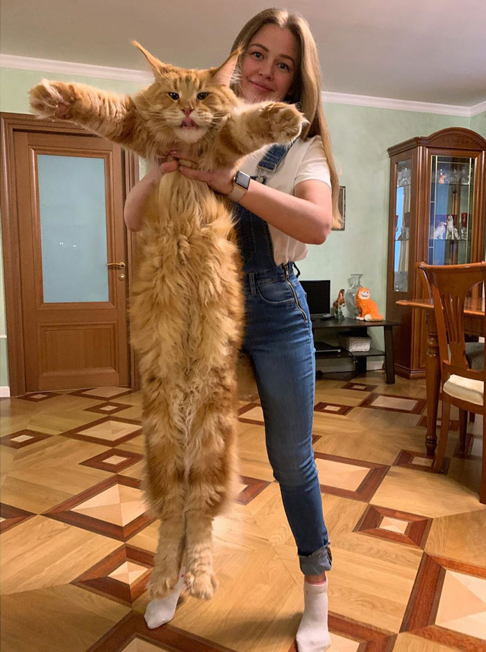 Des gens partagent des photos de leurs longs chats qui semblent s’étendre jusqu’à l’infini (25 images)