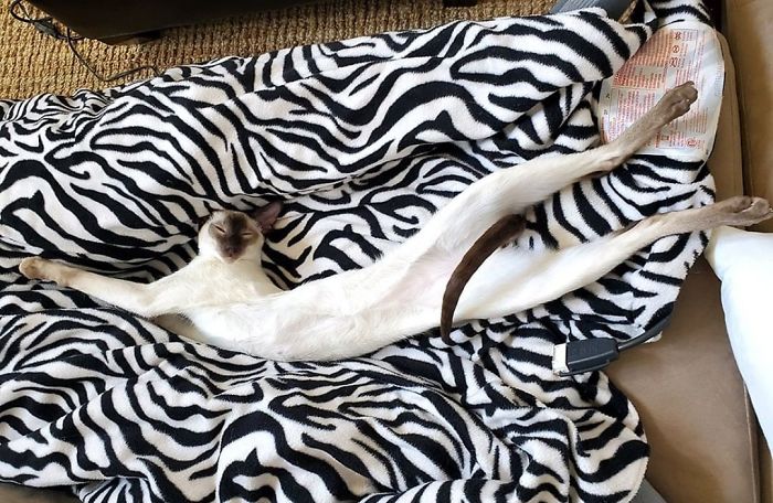 Des gens partagent des photos de leurs longs chats qui semblent s’étendre jusqu’à l’infini (25 images)