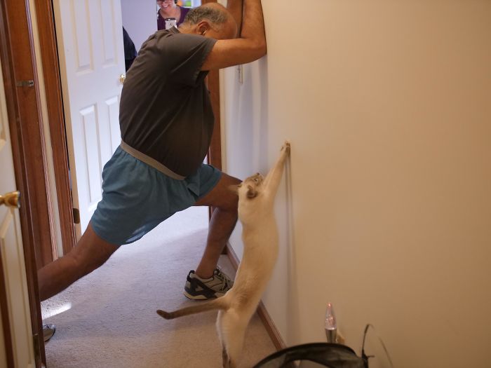 Des gens partagent des photos de leurs longs chats qui semblent s’étendre jusqu’à l’infini (25 images)