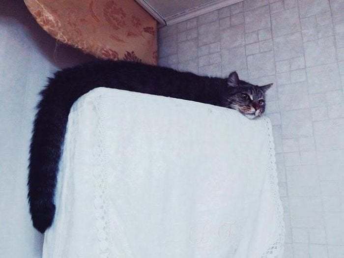 Des gens partagent des photos de leurs longs chats qui semblent s’étendre jusqu’à l’infini (25 images)