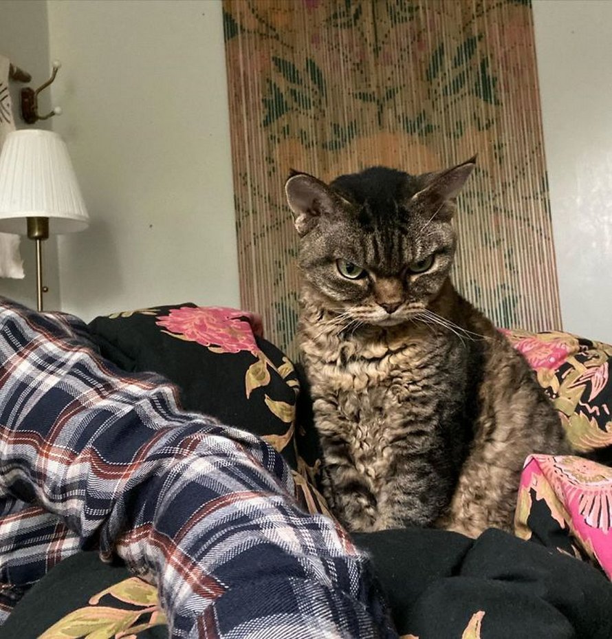 Une Femme A Adopte Une Chatte Qui A Toujours L Air Grincheuse Mais Elle A Decouvert Qu Elle A Une Douce Personnalite Ipnoze