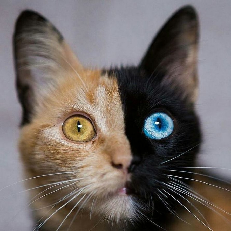 chat chatte