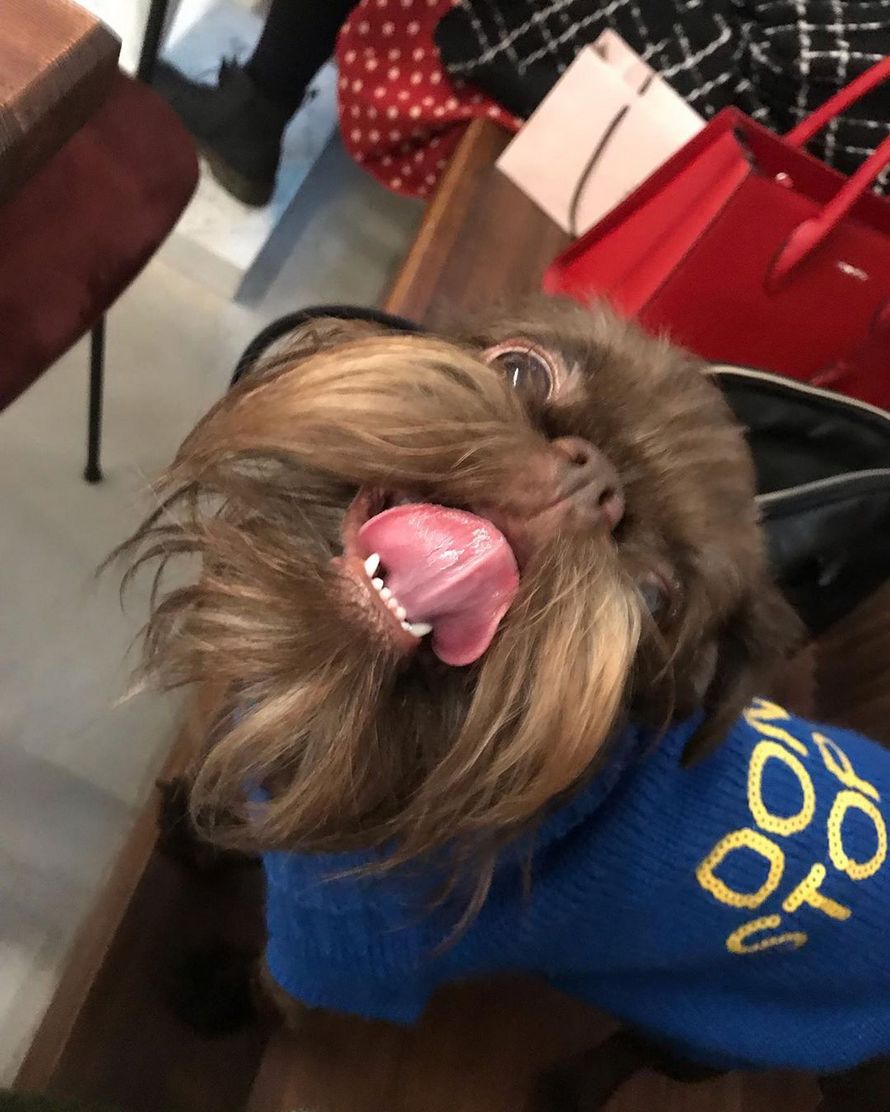 https://www.ipnoze.com/wordpress/wp-content/uploads/2020/02/chien-barbe-chewbacca-nuts-005.jpg