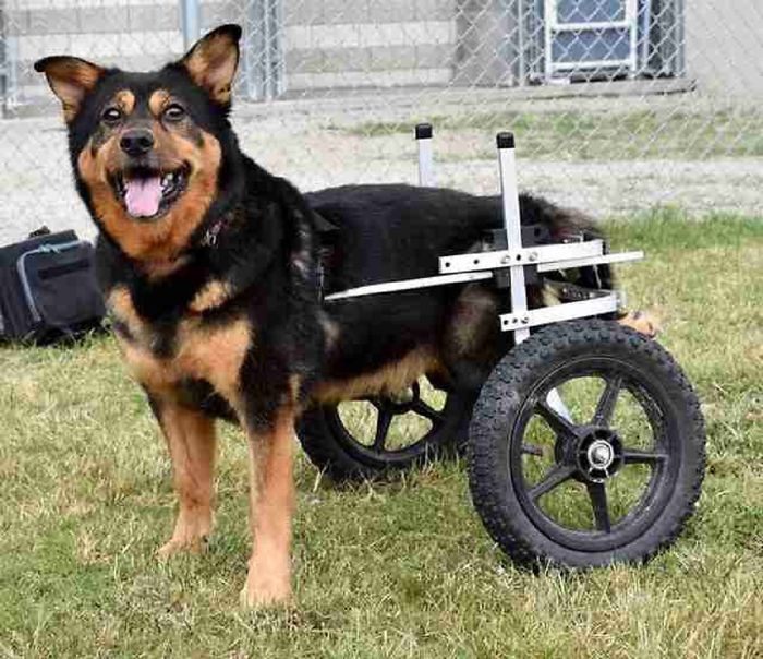 Ce chien handicapé qui a été retourné 4 fois a finalement