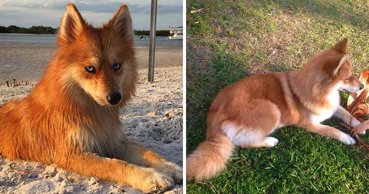 Voici Le Chien Renard Un Croisement Entre Un Spitz Nain Et Un Husky 12 Images Ipnoze