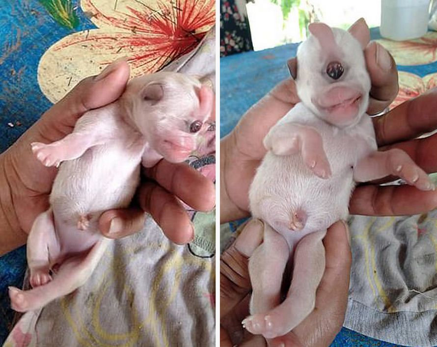 Ce Chiot Cyclope A Un Oeil Est Atteint D Une Maladie Rare Et Ne Vivra Probablement Pas Tres Longtemps Ipnoze Ce Chiot Cyclope A Un Oeil Est Atteint D Une Maladie Rare Et Ne Vivra Probablement Pas Tres Longtemps Ipnoze