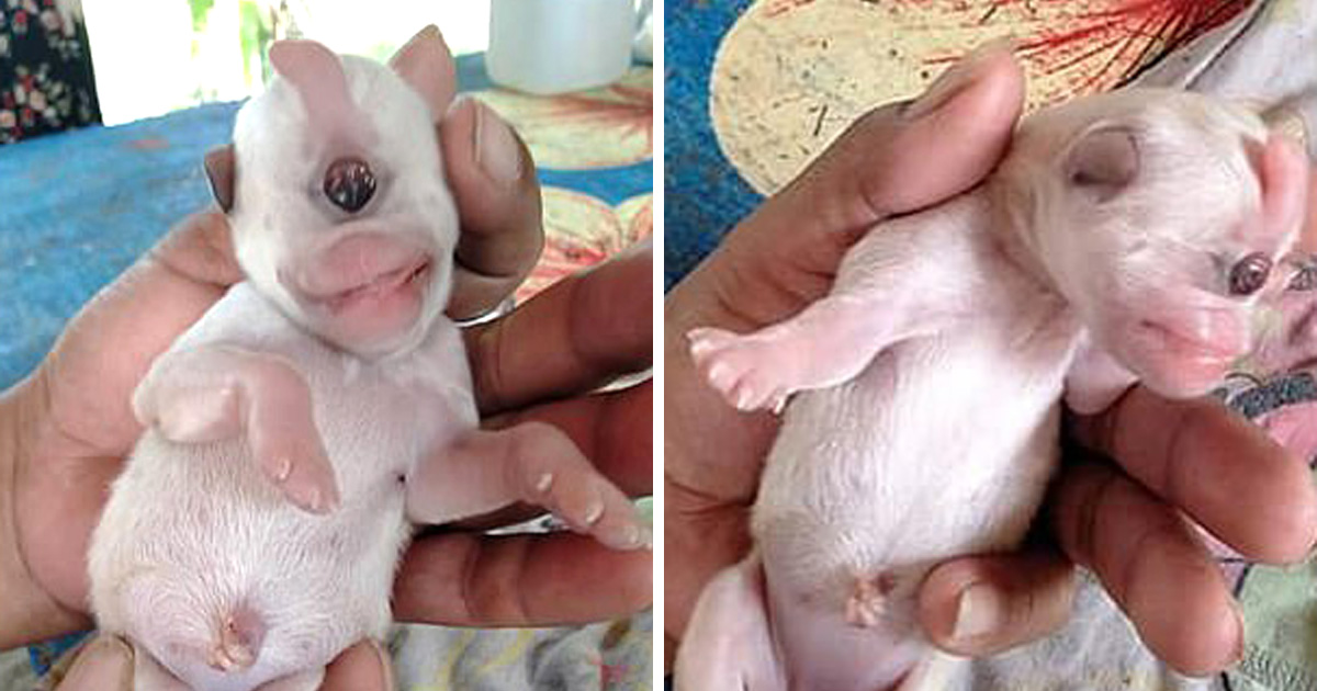 Ce Chiot Cyclope A Un Oeil Est Atteint D Une Maladie Rare Et Ne Vivra Probablement Pas Tres Longtemps Ipnoze Ce Chiot Cyclope A Un Oeil Est Atteint D Une Maladie Rare Et Ne Vivra Probablement Pas Tres Longtemps Ipnoze