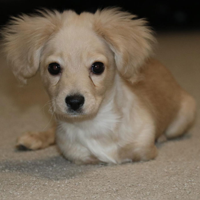 Ce chiot abandonné a eu une seconde chance de vivre une vie heureuse avec un fauteuil roulant LEGO fabriqué par un garçon de 12 ans
