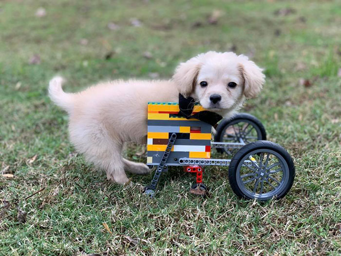 Ce chiot abandonné a eu une seconde chance de vivre une vie heureuse avec un fauteuil roulant LEGO fabriqué par un garçon de 12 ans