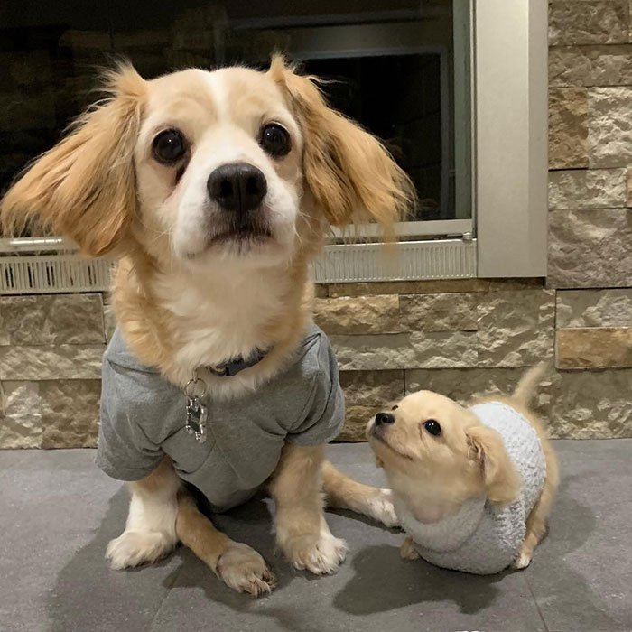 Ce chiot abandonné a eu une seconde chance de vivre une vie heureuse avec un fauteuil roulant LEGO fabriqué par un garçon de 12 ans