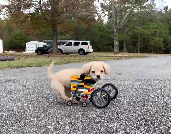 Ce chiot abandonné a eu une seconde chance de vivre une vie heureuse avec un fauteuil roulant LEGO fabriqué par un garçon de 12 ans
