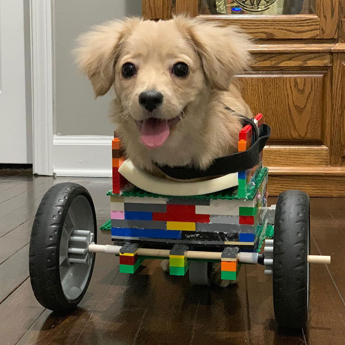 Ce chiot abandonné a eu une seconde chance de vivre une vie heureuse avec un fauteuil roulant LEGO fabriqué par un garçon de 12 ans