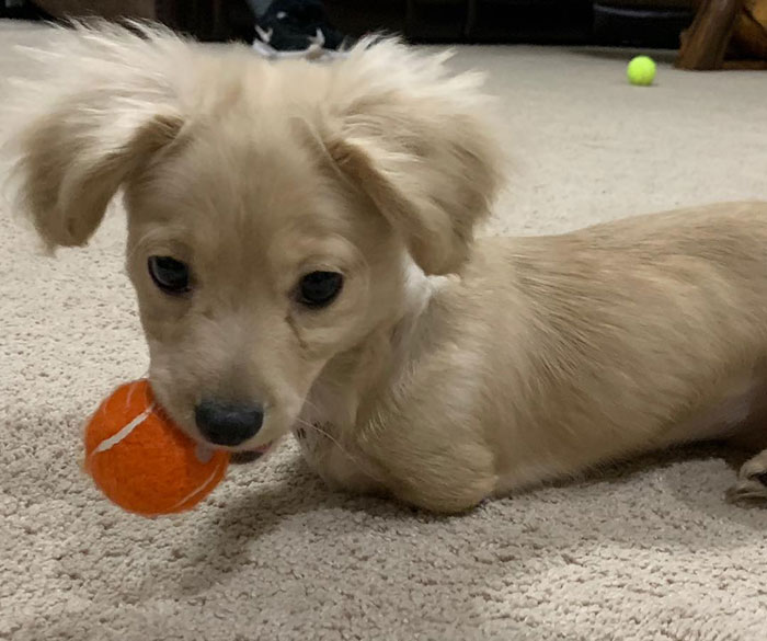 Ce chiot abandonné a eu une seconde chance de vivre une vie heureuse avec un fauteuil roulant LEGO fabriqué par un garçon de 12 ans