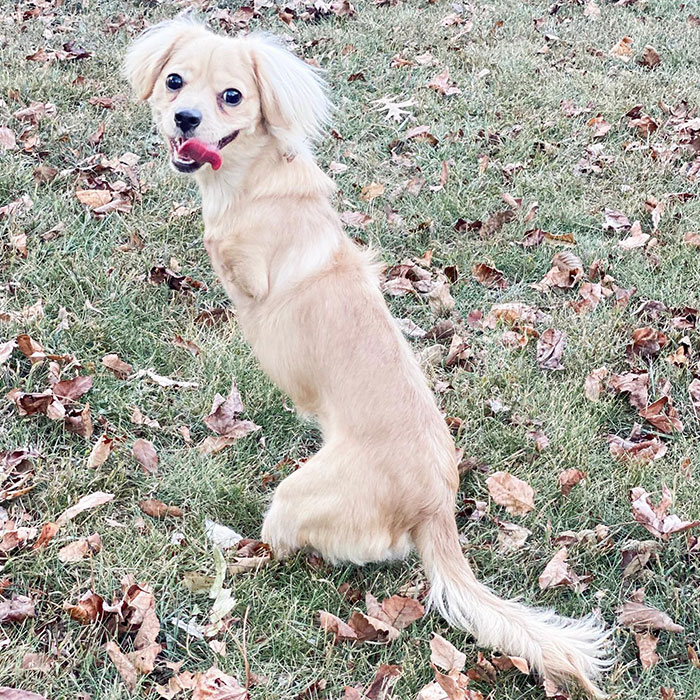 Ce chiot abandonné a eu une seconde chance de vivre une vie heureuse avec un fauteuil roulant LEGO fabriqué par un garçon de 12 ans