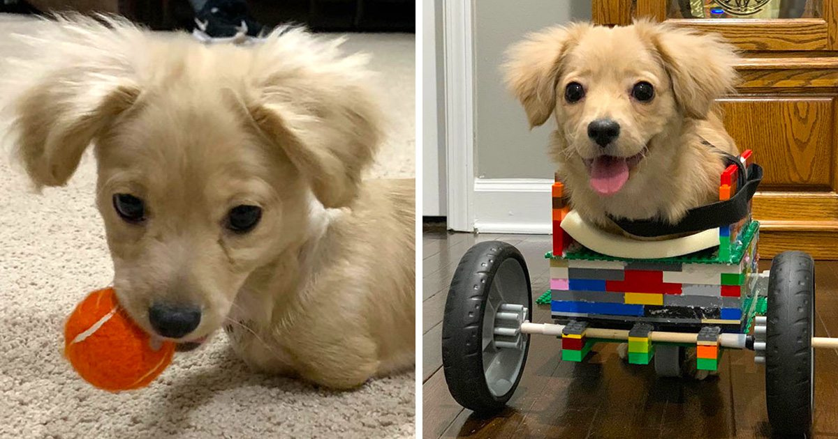 Ce chiot abandonné a eu une seconde chance de vivre une vie heureuse avec un fauteuil roulant LEGO fabriqué par un garçon de 12 ans