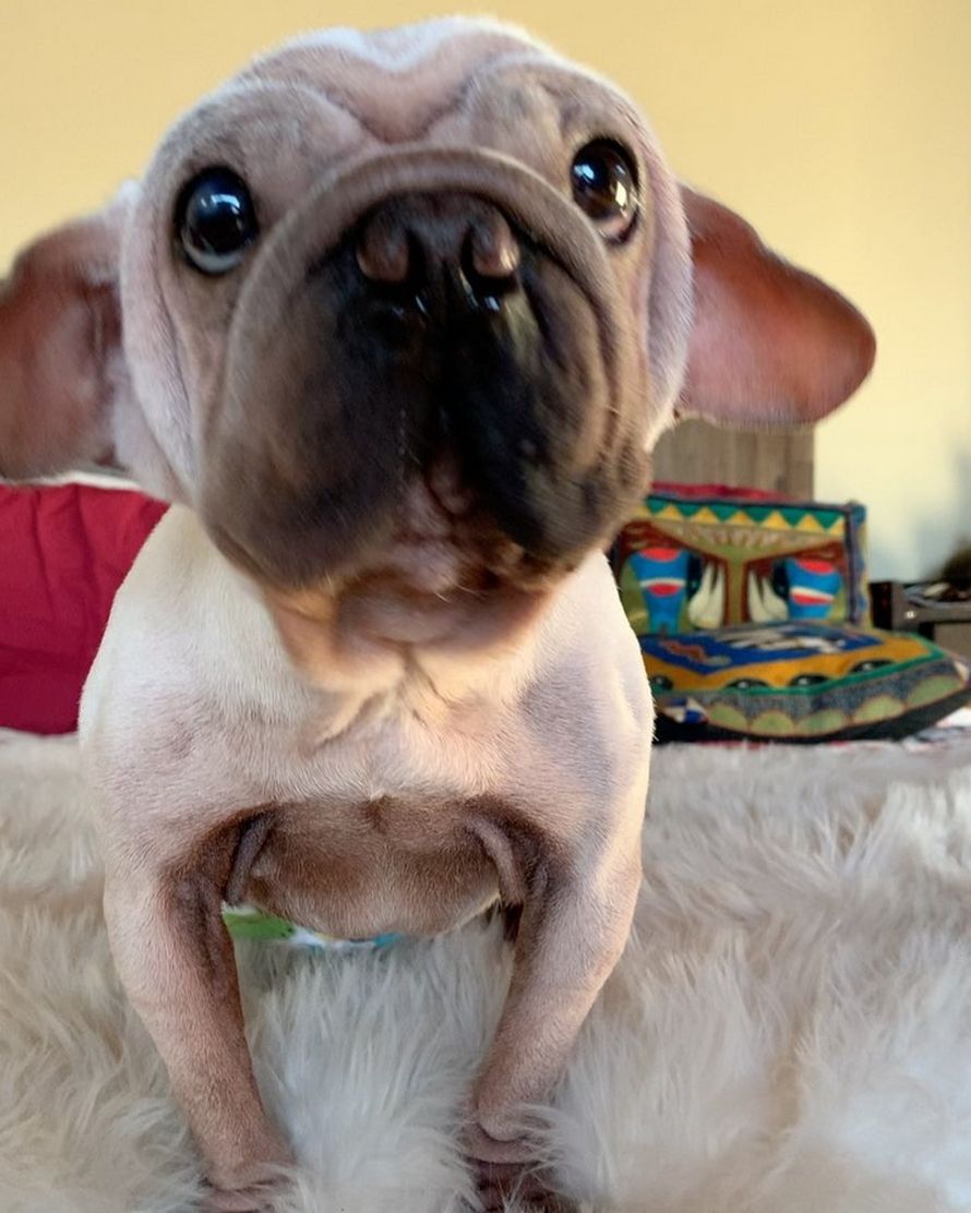 Tout Le Monde Dit Que Ce Chiot Ressemble A Bebe Yoda Ipnoze