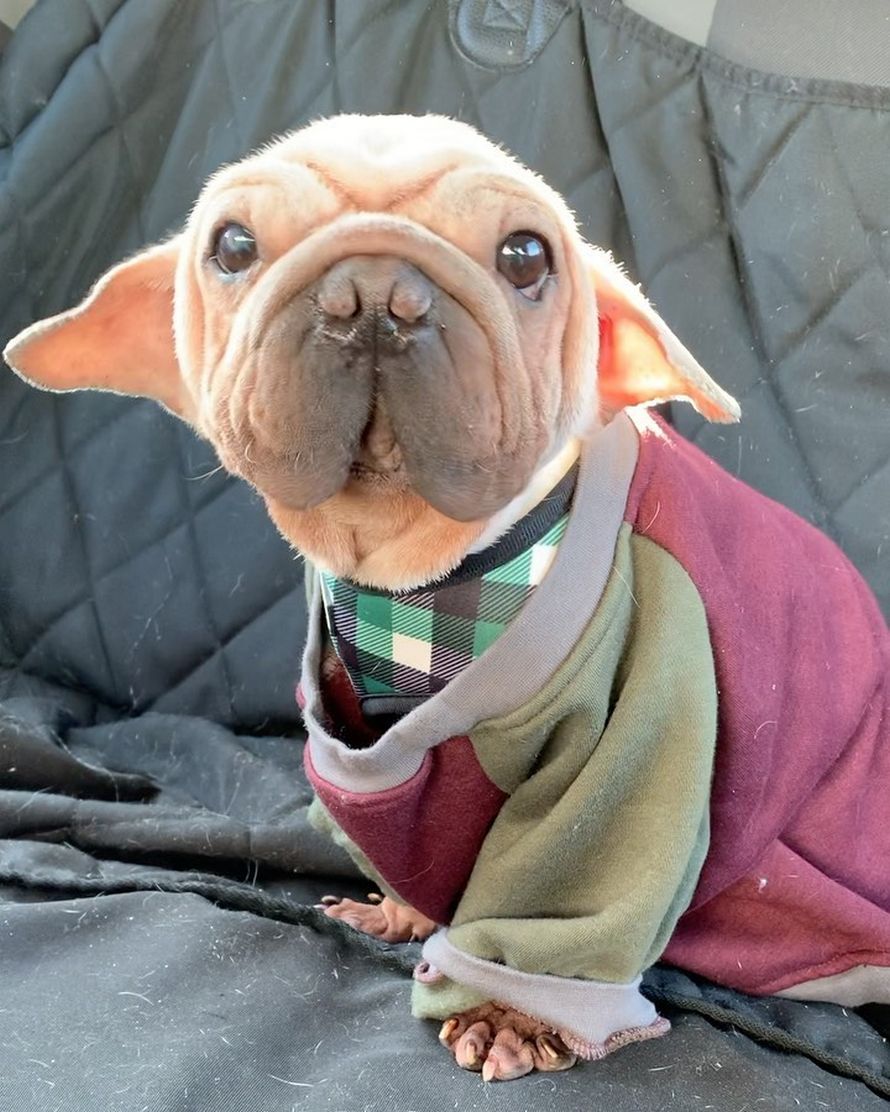 Tout Le Monde Dit Que Ce Chiot Ressemble A Bebe Yoda Ipnoze