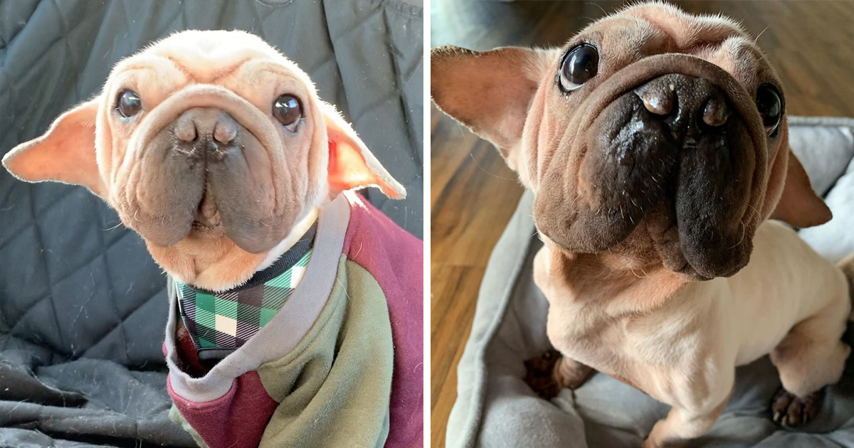 Tout Le Monde Dit Que Ce Chiot Ressemble A Bebe Yoda Ipnoze Tout Le Monde Dit Que Ce Chiot Ressemble A Bebe Yoda Ipnoze