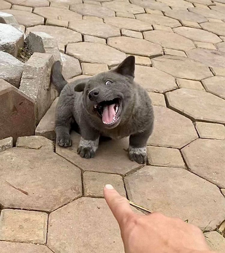 Ce chiot ressemble à un hybride entre un chat et un chien et il fait les grimaces les plus