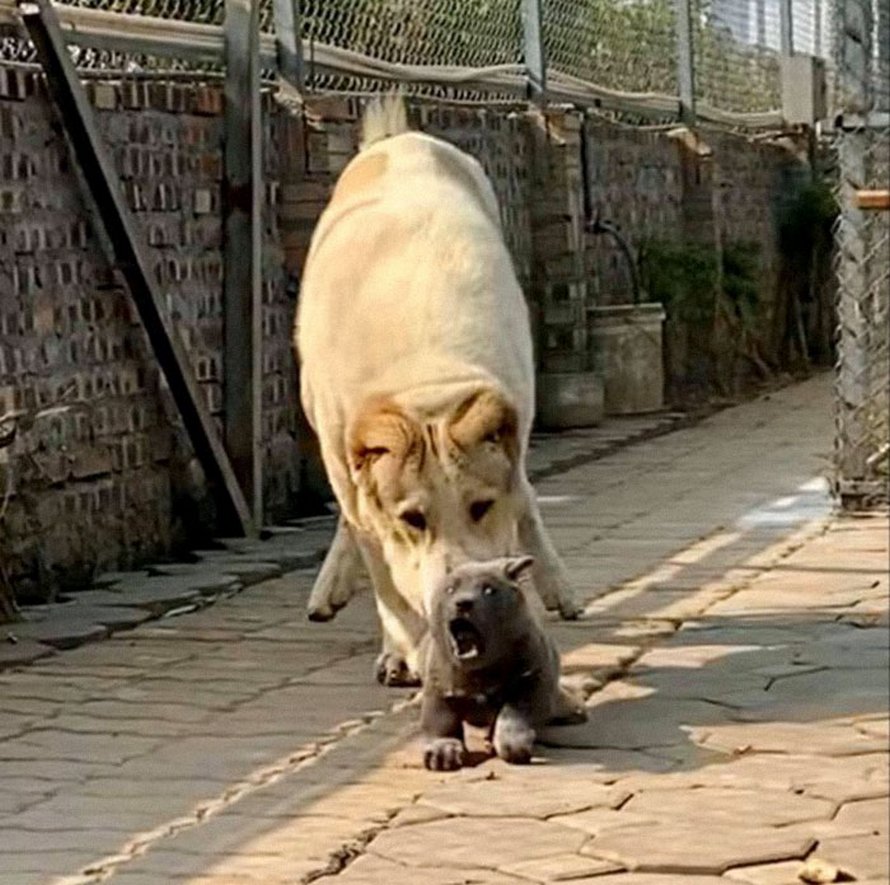 Ce chiot ressemble à un hybride entre un chat et un chien et il fait les grimaces les plus farfelues