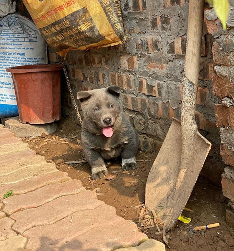 Ce chiot ressemble à un hybride entre un chat et un chien et il fait les grimaces les plus farfelues