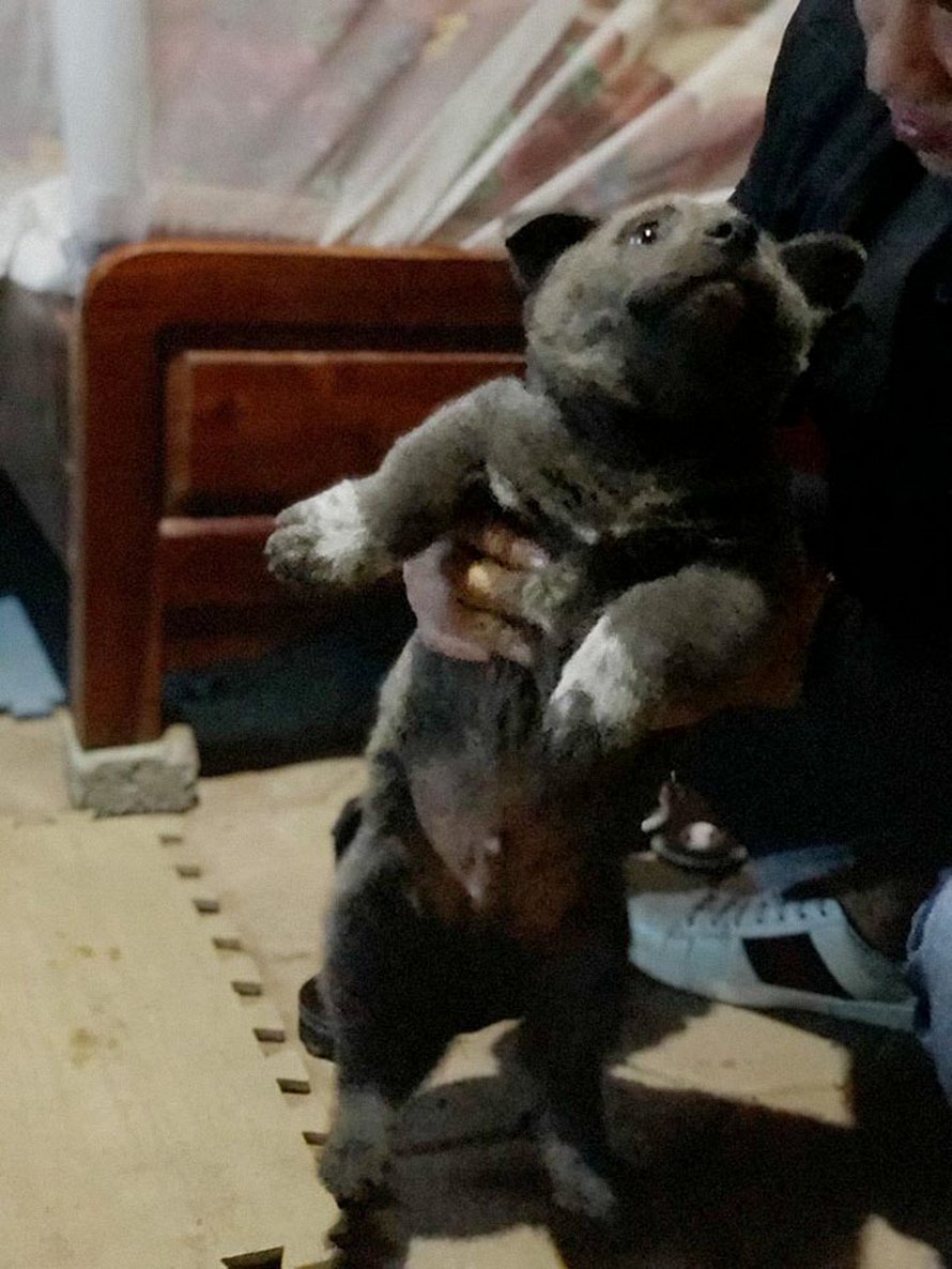 Ce chiot ressemble à un hybride entre un chat et un chien et il fait les grimaces les plus farfelues
