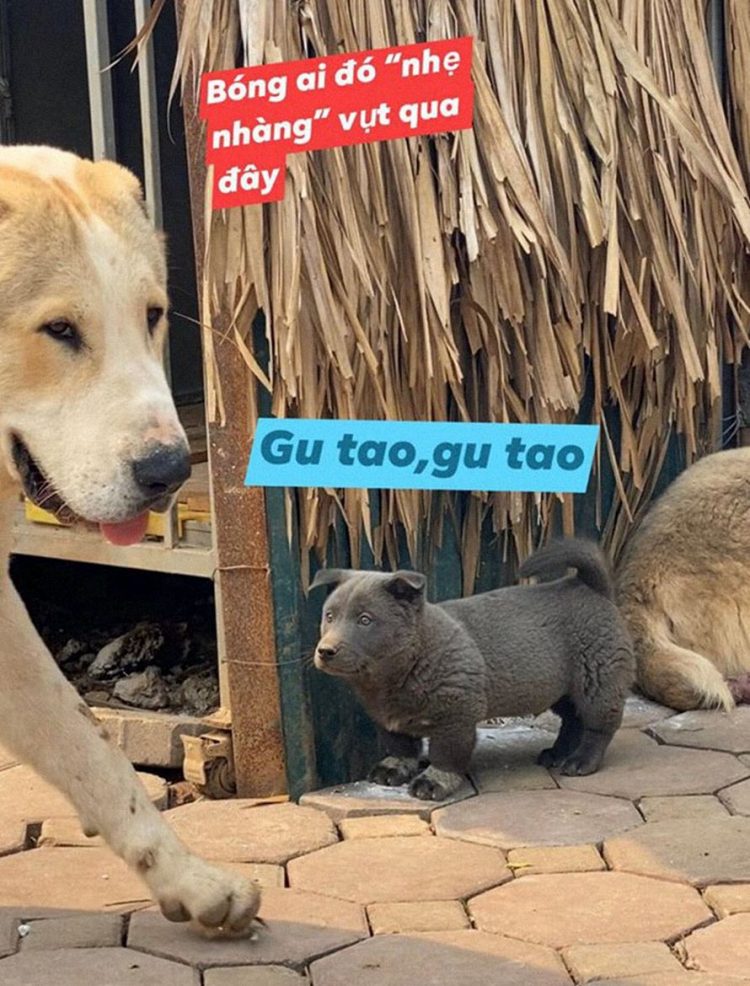 Ce chiot ressemble à un hybride entre un chat et un chien et il fait les grimaces les plus