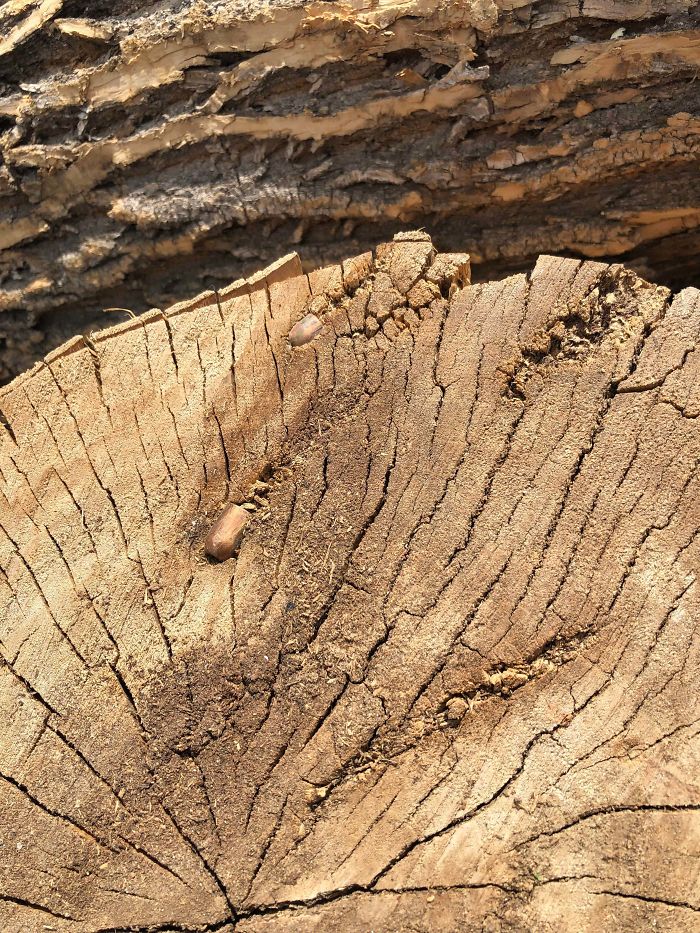 22 fois où des gens ont cassé ou ouvert des choses et ont été surpris par ce qu’ils ont trouvé à l’intérieur
