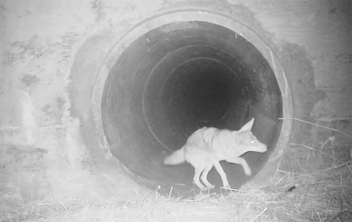 https://www.ipnoze.com/wordpress/wp-content/uploads/2020/02/coyote-blaireau-traversent-tunnel-ensemble-post-009.jpg