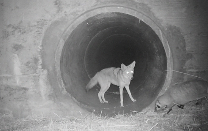 https://www.ipnoze.com/wordpress/wp-content/uploads/2020/02/coyote-blaireau-traversent-tunnel-ensemble-post-011.jpg