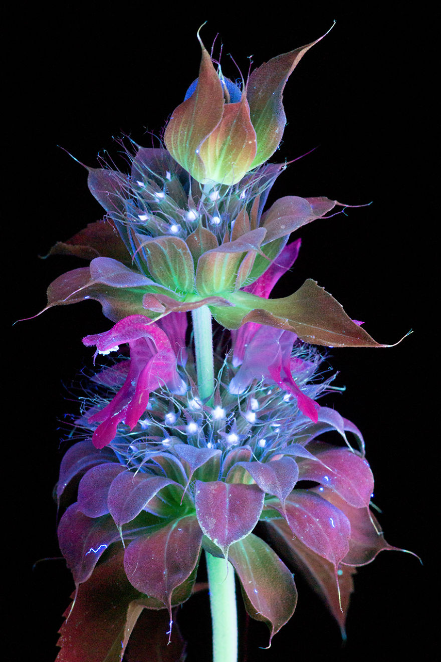 J’ai photographié la lumière invisible qu’émettent les plantes (33 images)