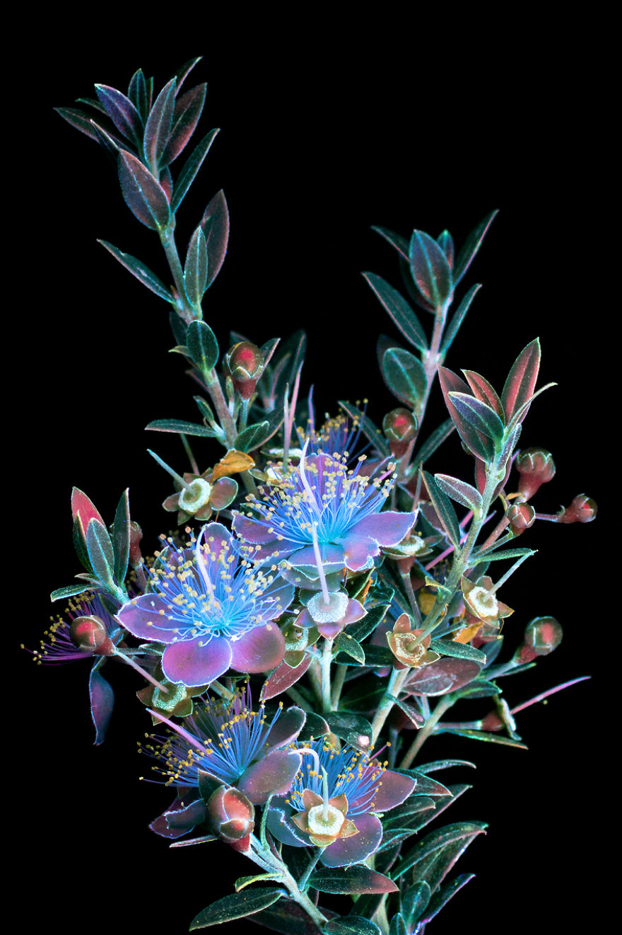 J’ai photographié la lumière invisible qu’émettent les plantes (33 images)