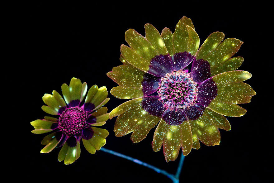 J’ai photographié la lumière invisible qu’émettent les plantes (33 images)