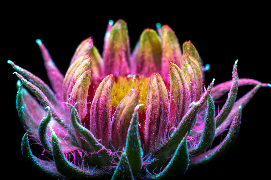J’ai photographié la lumière invisible qu’émettent les plantes (33 images)