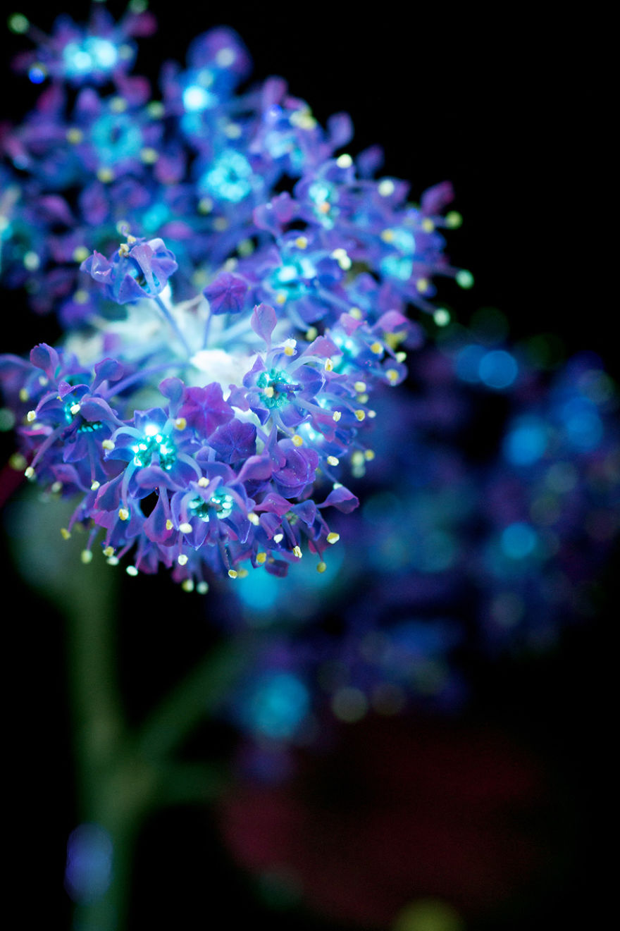 J’ai photographié la lumière invisible qu’émettent les plantes (33 images)