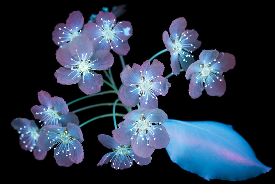 J’ai photographié la lumière invisible qu’émettent les plantes (33 images)