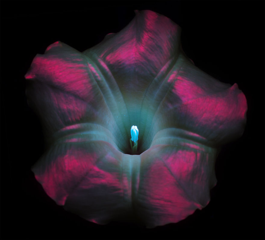 J’ai photographié la lumière invisible qu’émettent les plantes (33 images)