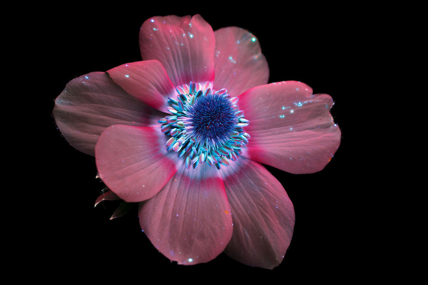 J’ai photographié la lumière invisible qu’émettent les plantes (33 images)