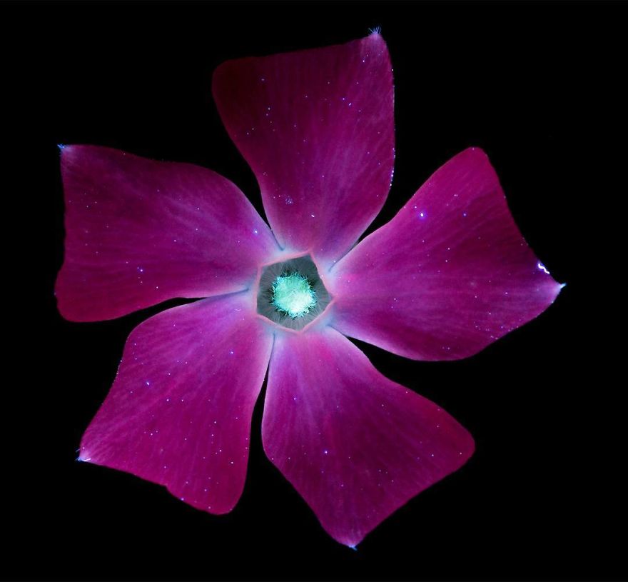 J’ai photographié la lumière invisible qu’émettent les plantes (33 images)