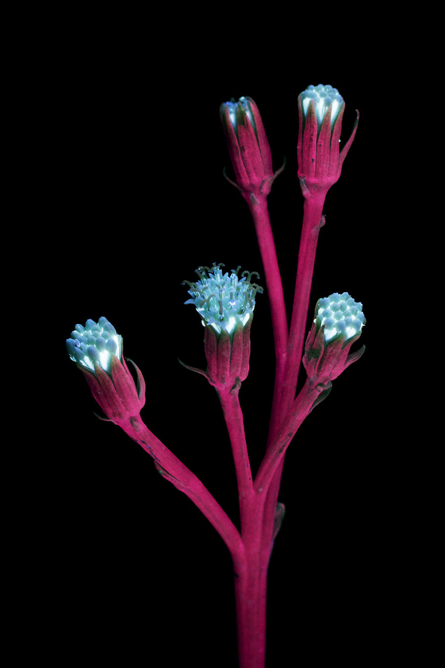 J’ai photographié la lumière invisible qu’émettent les plantes (33 images)