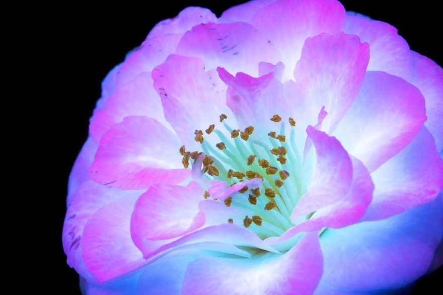 J’ai photographié la lumière invisible qu’émettent les plantes (33 images)