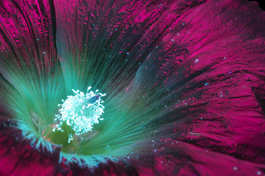 J’ai photographié la lumière invisible qu’émettent les plantes (33 images)