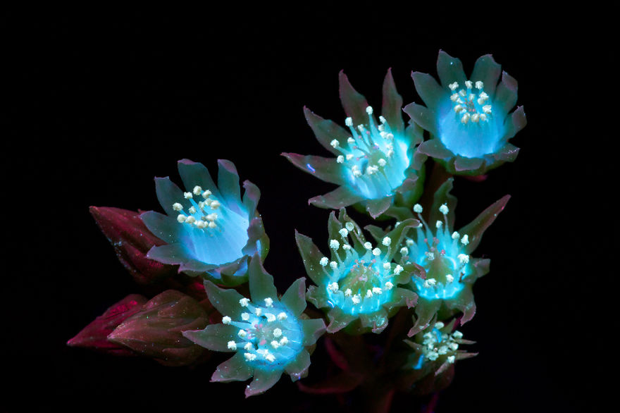 J’ai photographié la lumière invisible qu’émettent les plantes (33 images)