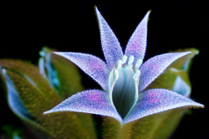J’ai photographié la lumière invisible qu’émettent les plantes (33 images)